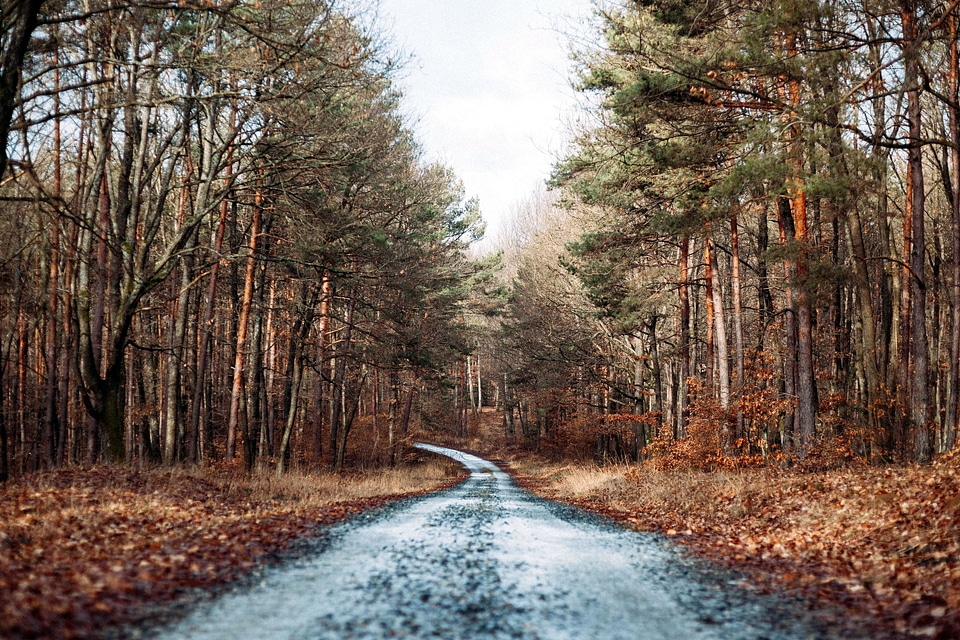 Forest Path forest road forest trail