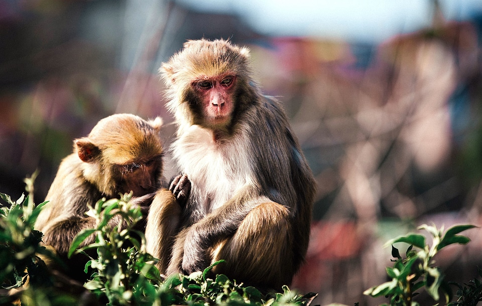 Animal animals beautiful photo