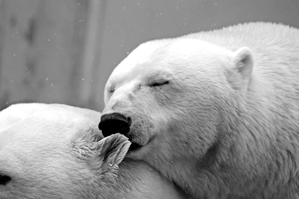 Animal animals bear