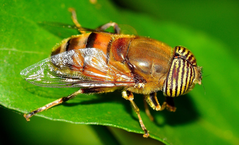Beautiful Photo Drosophila melanogaster green leaves