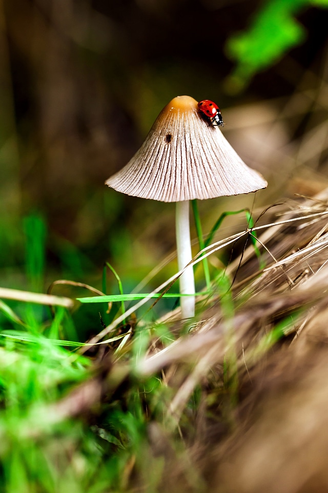 Flora fungus grass