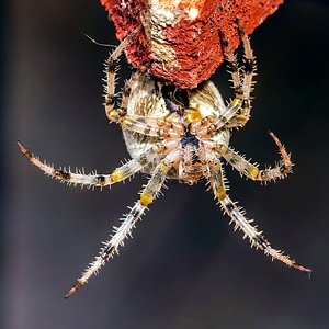 Animal fauna garden spider