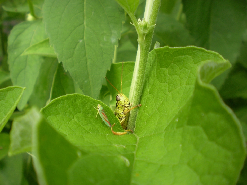 Bug antennae wild