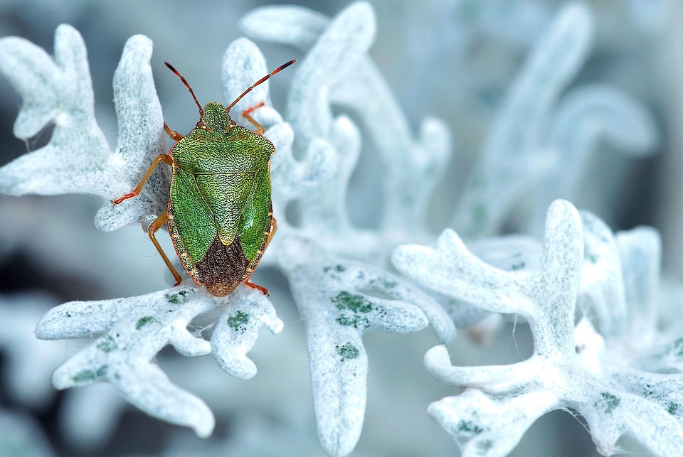 Beautiful Photo bug detail