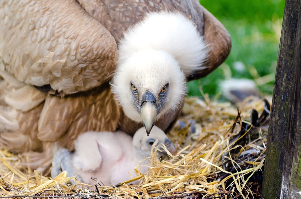 Animals beautiful photo bird
