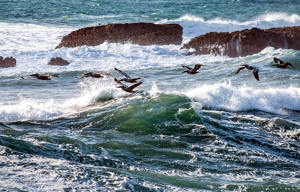 Aquatic Bird coastline flying