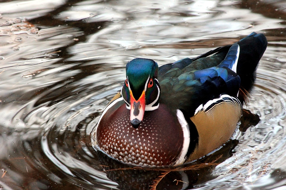 Animal aquatic bird bird