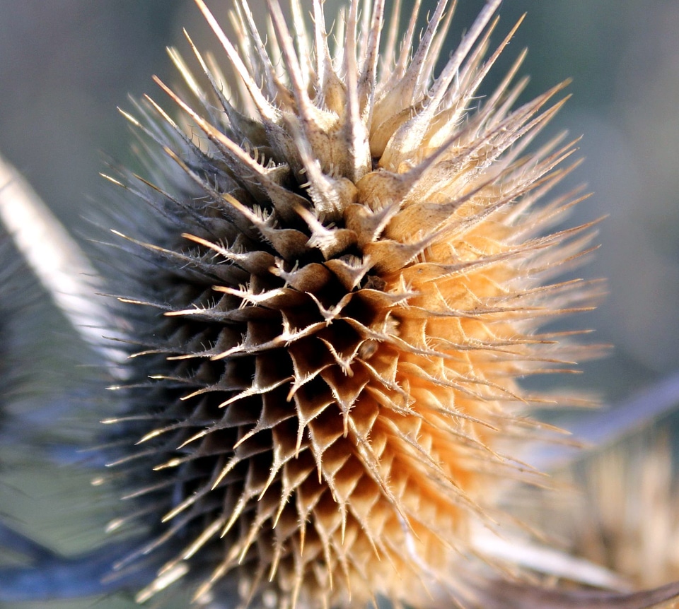 Details plant seed