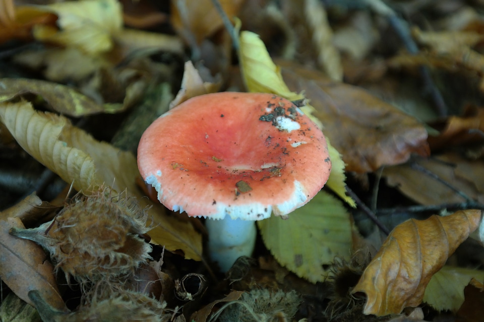 Mem russula russula emetica agaric
