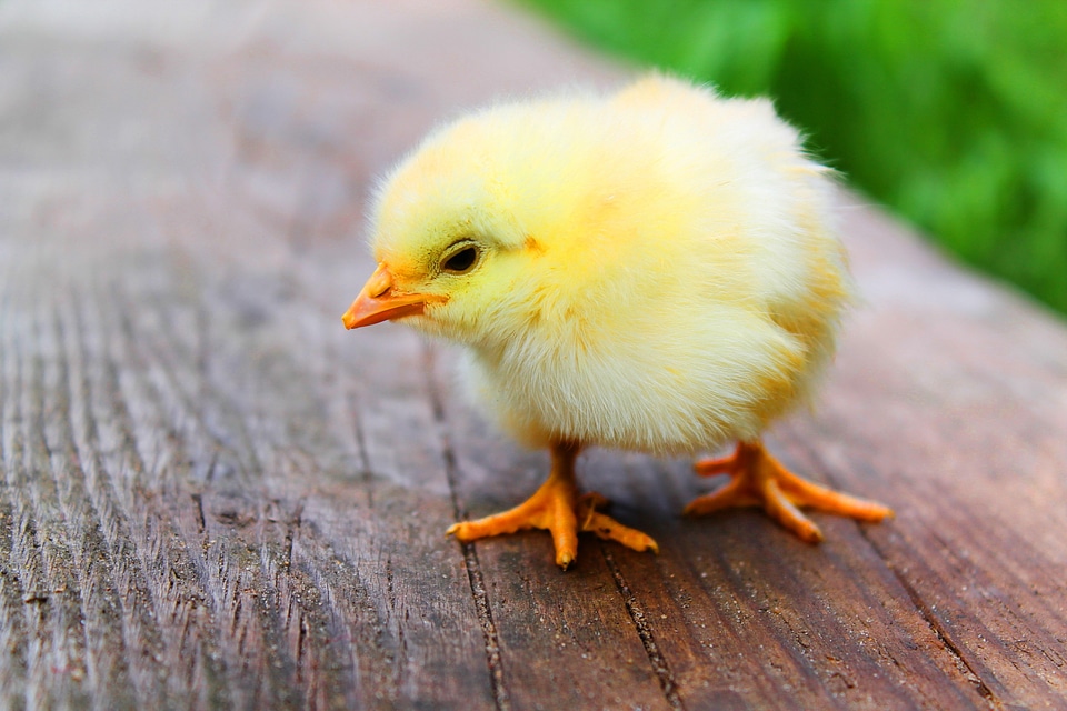 Animal beautiful photo bird