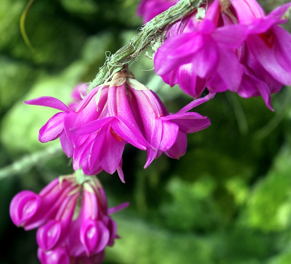 Blooming flora flower