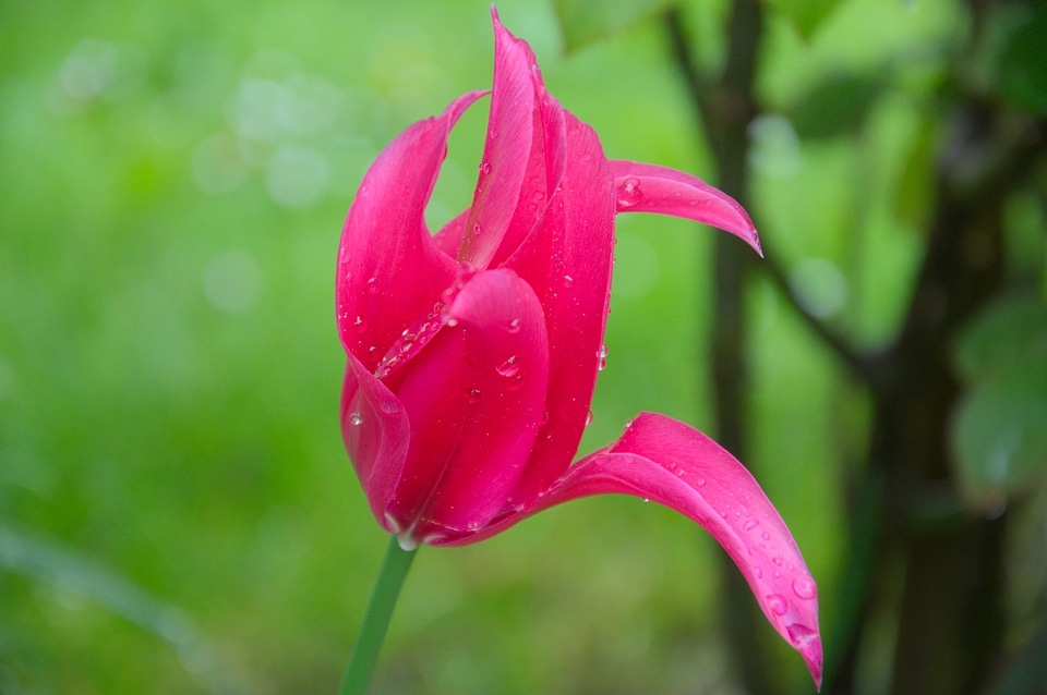 Tulip wet green