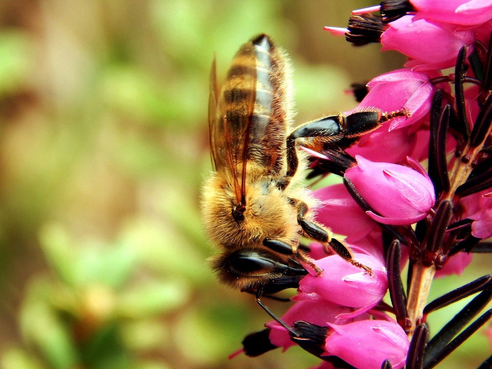 Beautiful Photo bee close