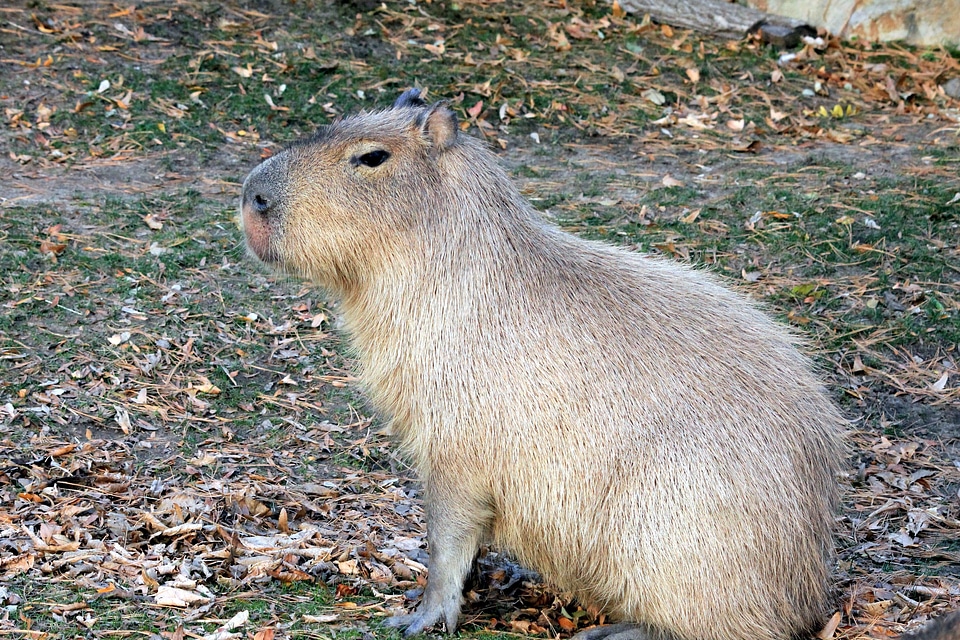 Animal mammal rodent