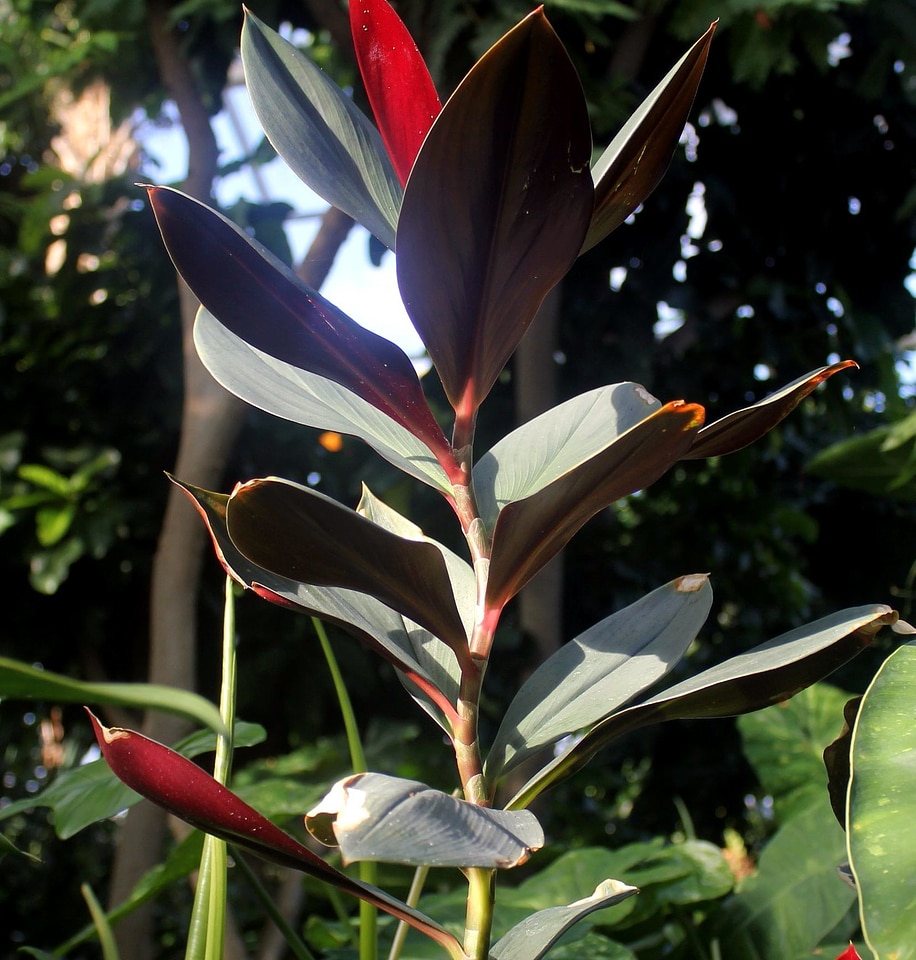 Flora leaves 