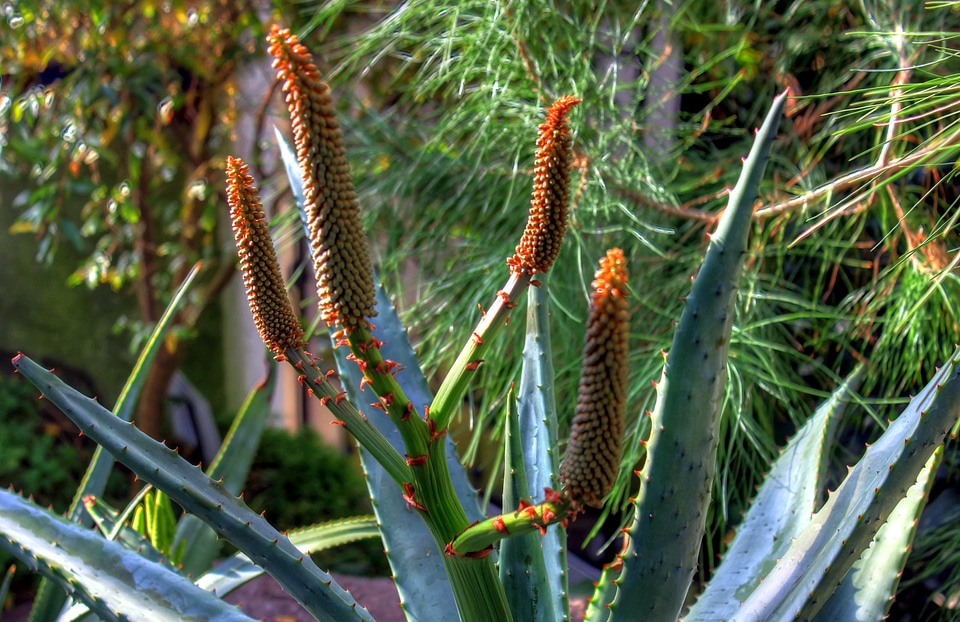 Cactus dark green flora