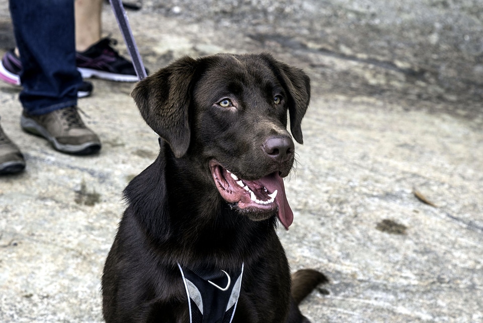 Beautiful Photo canine cute