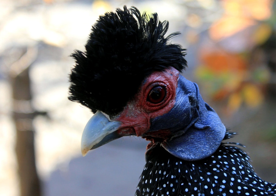 Animal bird close