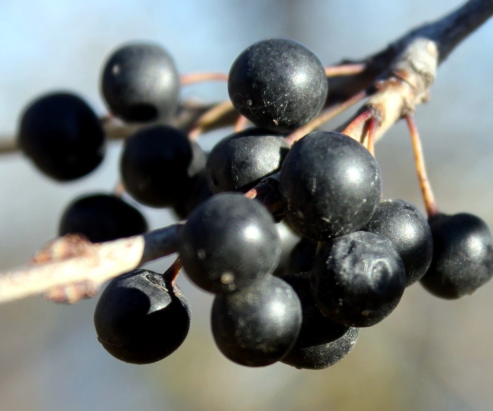 Berries branch delicious