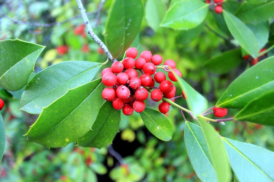 Berries branches dark green