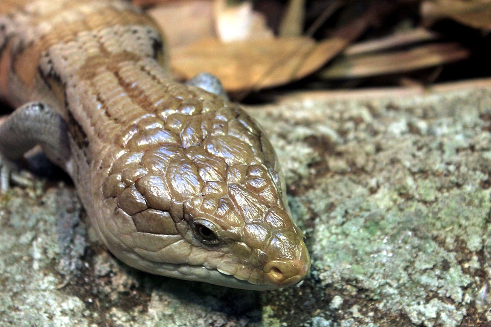 Fauna lizard reptile