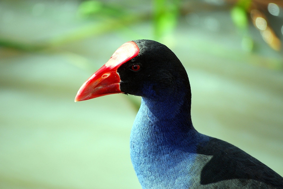Animal aquatic bird bird