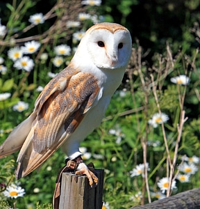 Barn Owl bird 