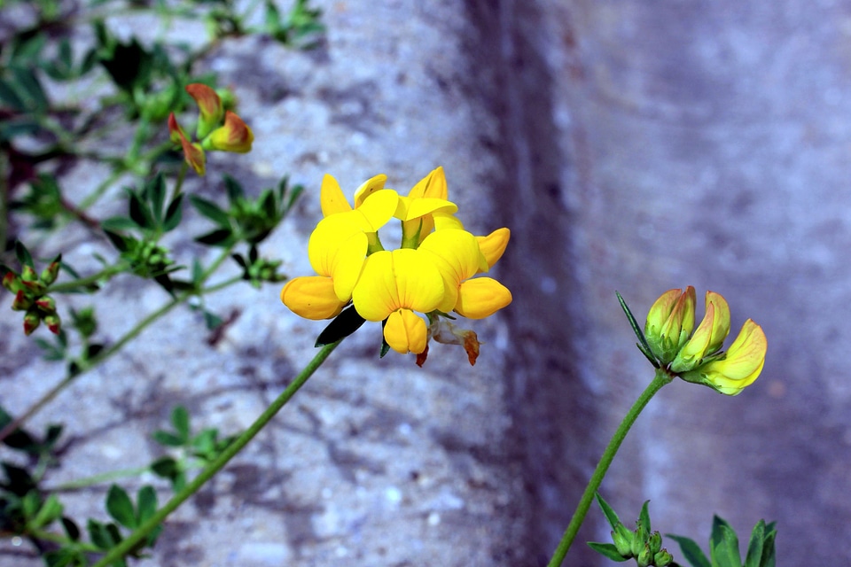 Bloom flora petals