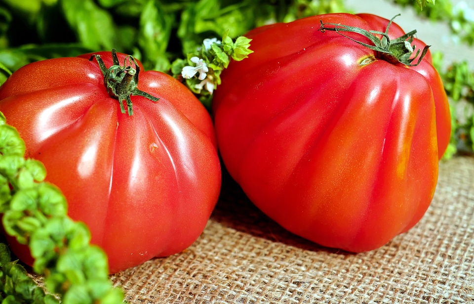 Agriculture bell pepper flora photo