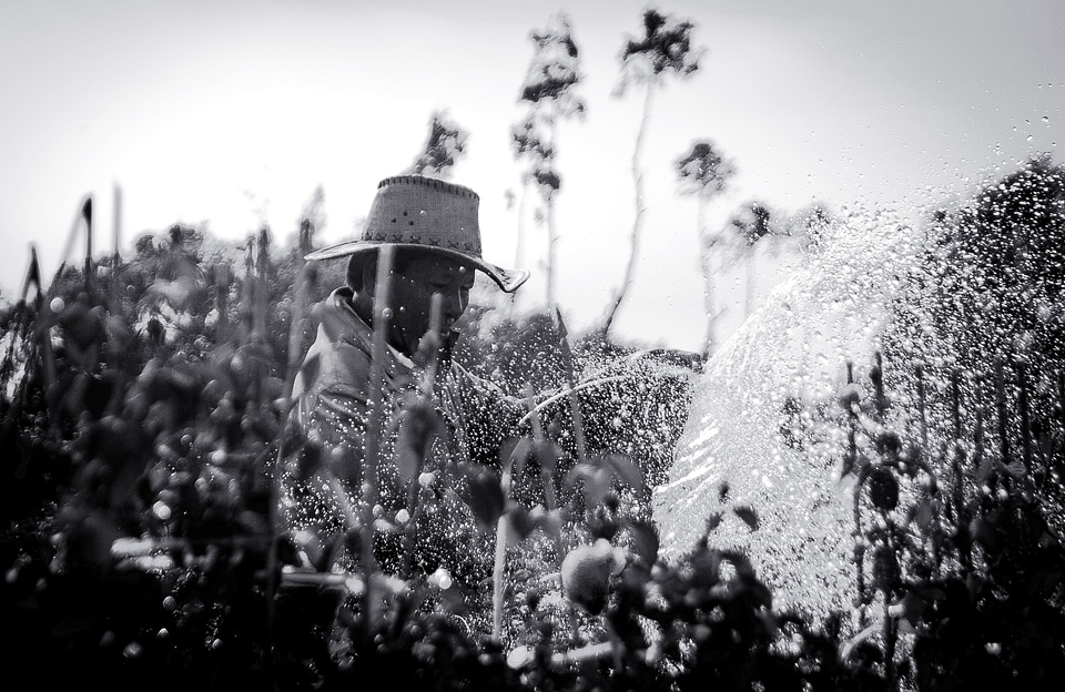 Agriculture black and white field