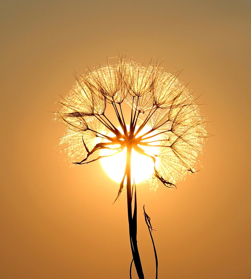 Daisy flora flower