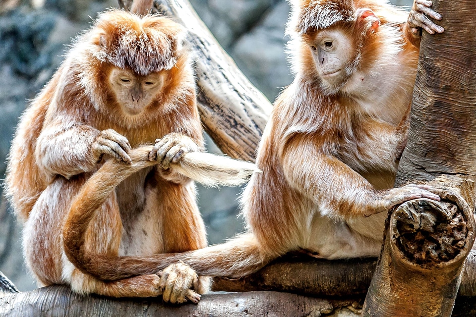 Animal animals beautiful photo
