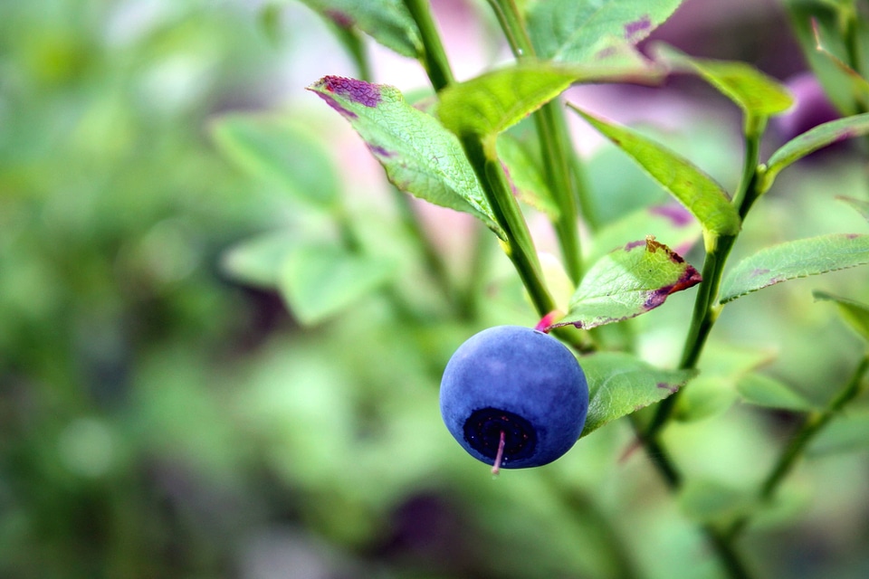 Blueberry food fruit