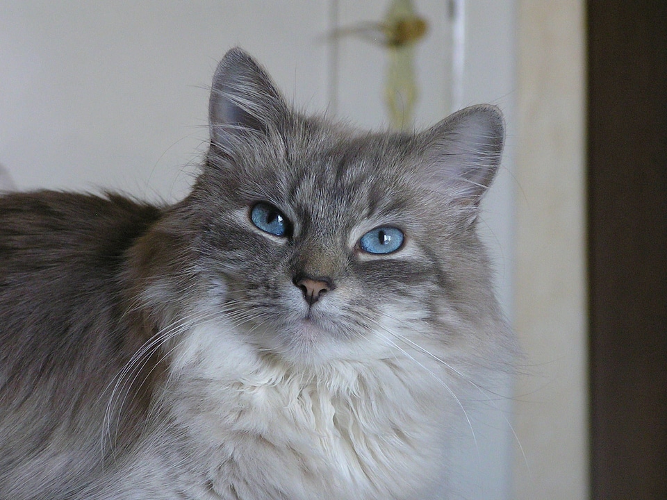 Animal beautiful photo cat