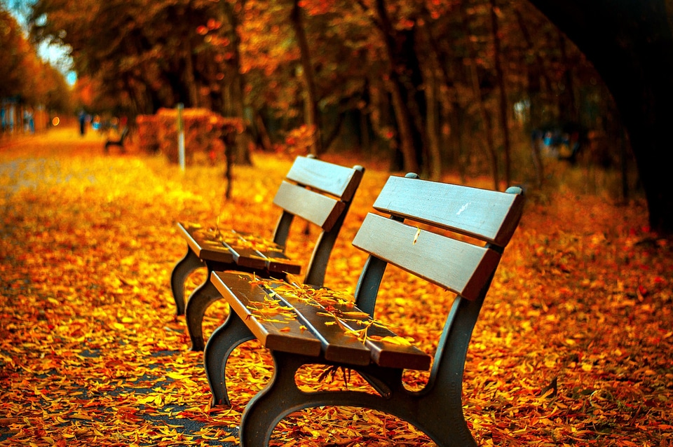 Autumn Season beautiful photo bench photo
