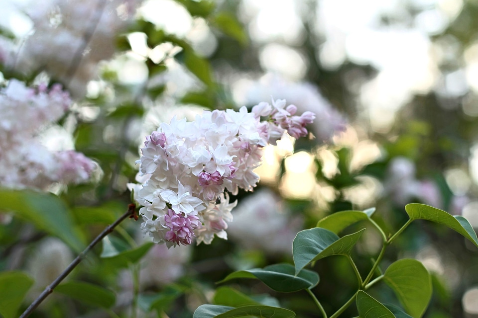 Flower Bud flower garden flowering