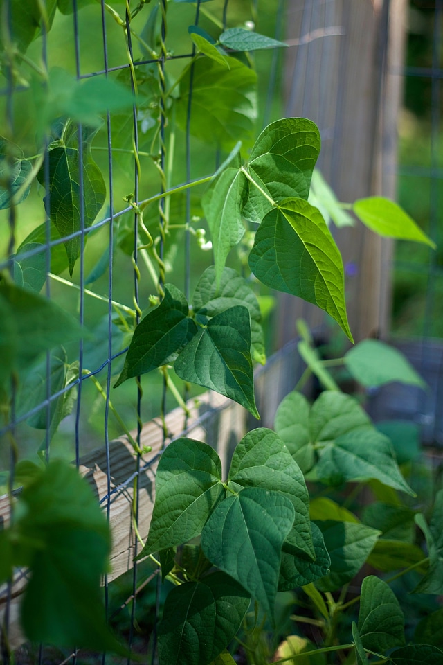 Dark Green flora garden