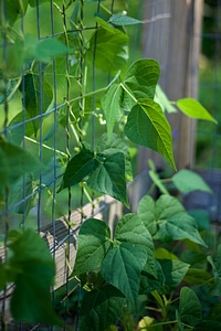 Dark Green flora garden photo