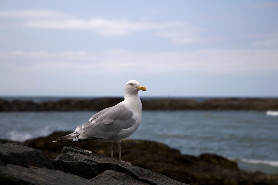 Animals bird fauna