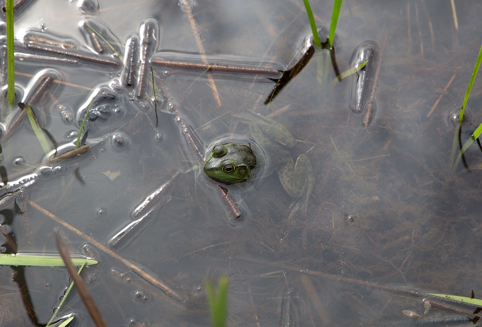 Amphibia amphibian animals