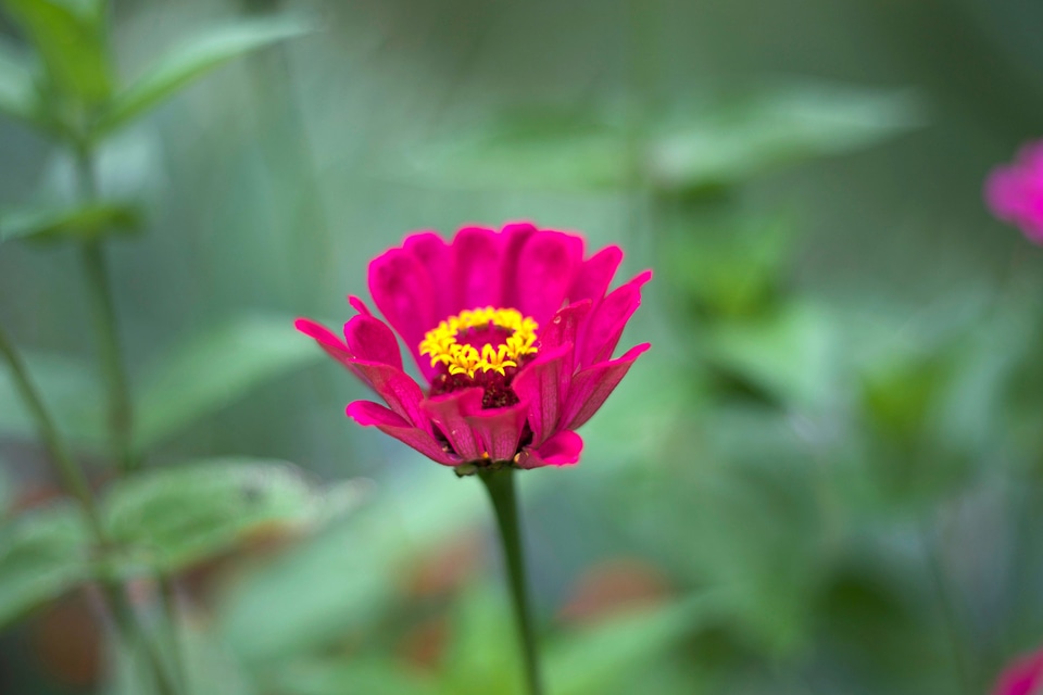 Flora flower garden green grass