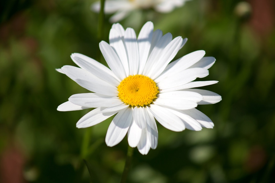 Beautiful Photo daisy flower