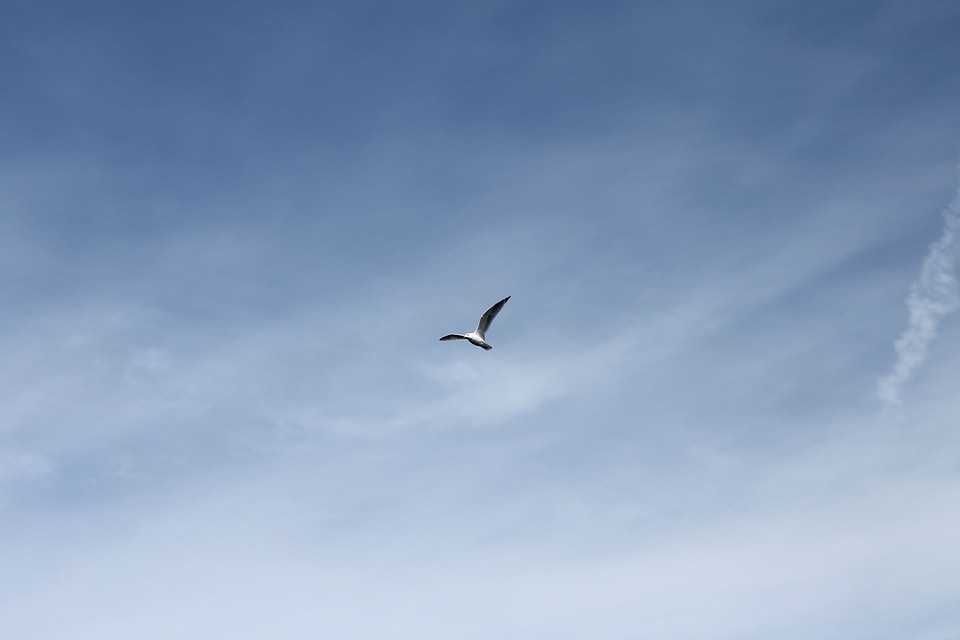 Bird blue sky clouds