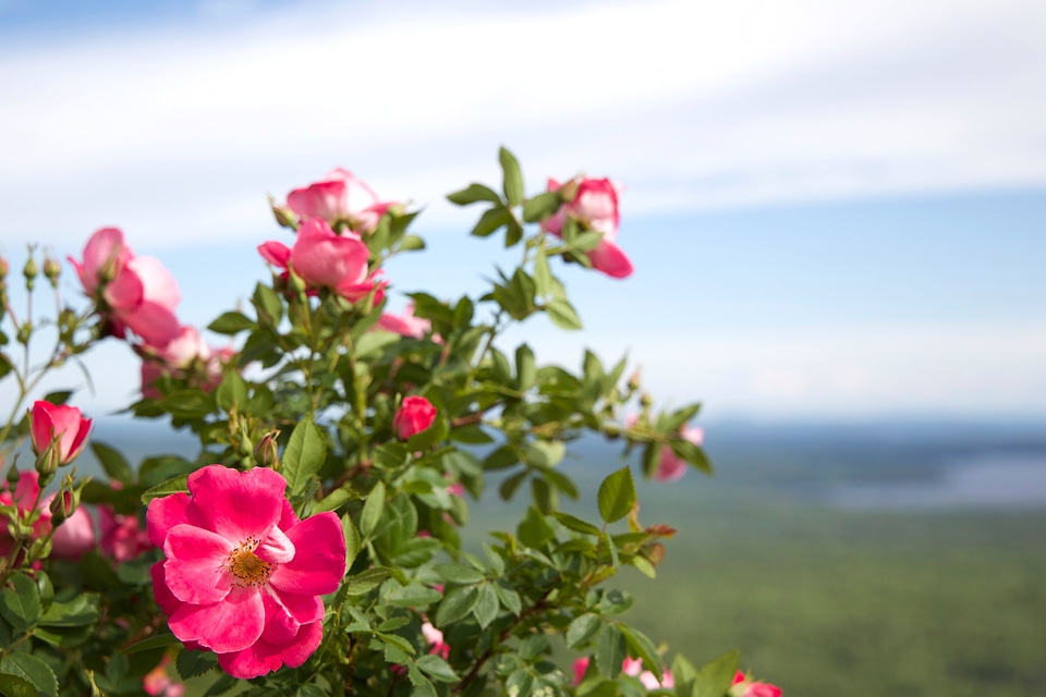 Bloom flora flower bud photo