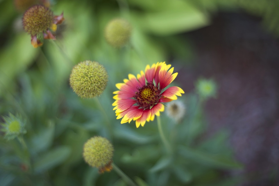 Colorful flora flower garden