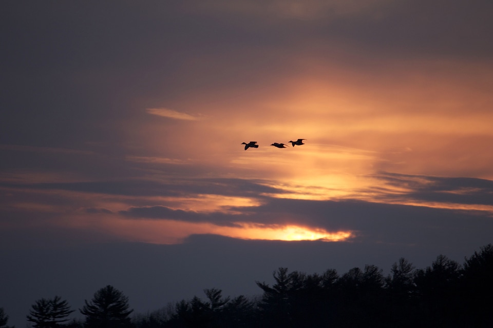 Beautiful Photo birds clouds