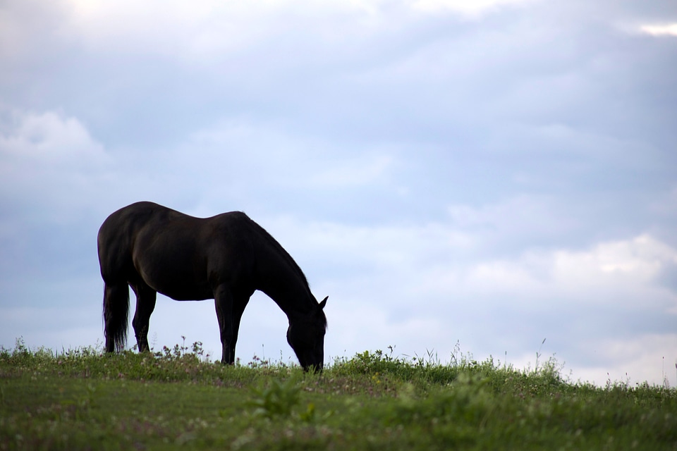 Animal animals blue sky
