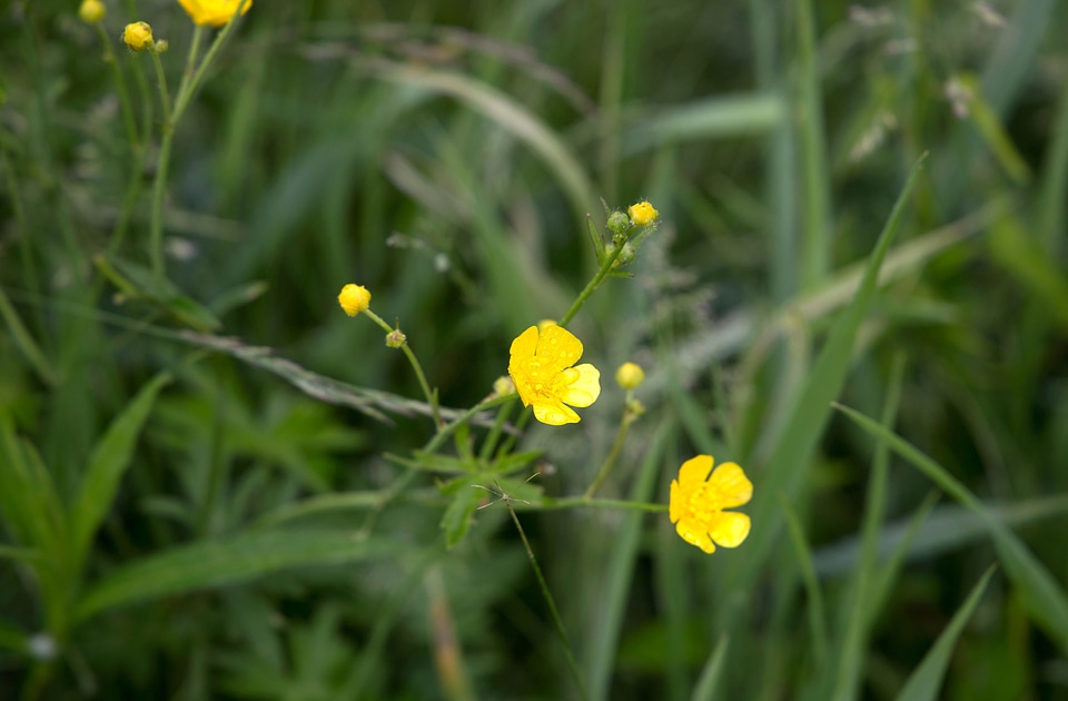 Dark Green field flowers