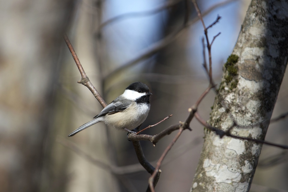 Animal bird birds