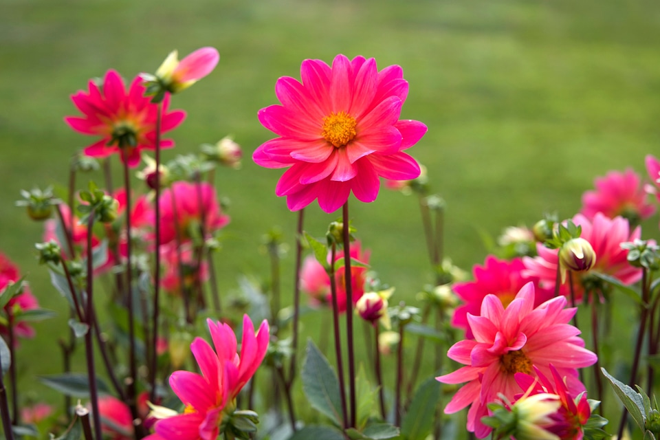Beautiful Photo flora flower garden